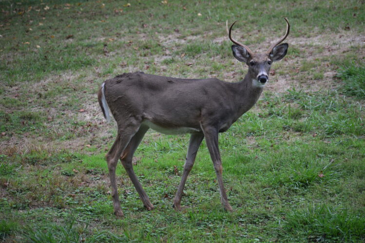 Suspected Disease Outbreak Among Local Deer